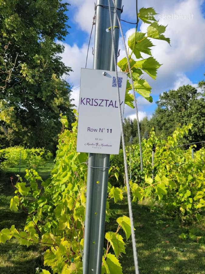 Išnuomojamas vynuogynas Klaipėdos r. - nuotraukos Nr. 6
