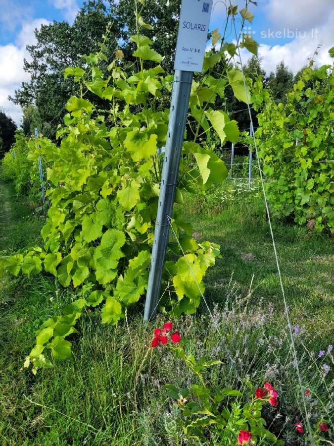 Išnuomojamas vynuogynas Klaipėdos r. - nuotraukos Nr. 7