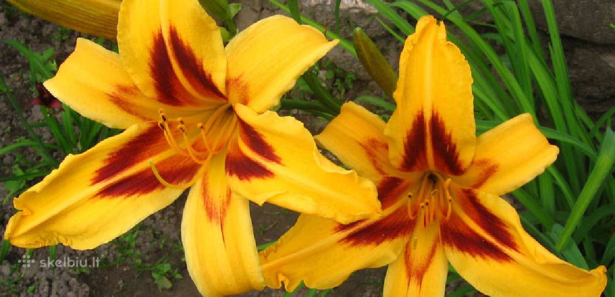 Daugiametės gėlės - Iris, Viendienės - nuotraukos Nr. 7