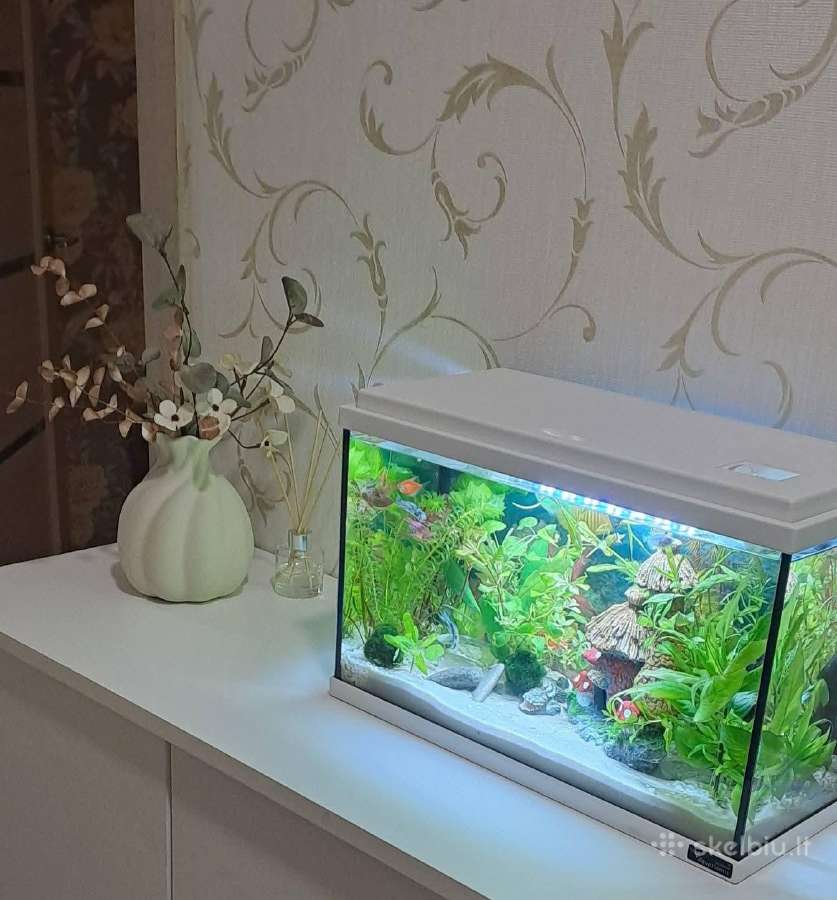 20l akvariumas - nuotraukos Nr. 3