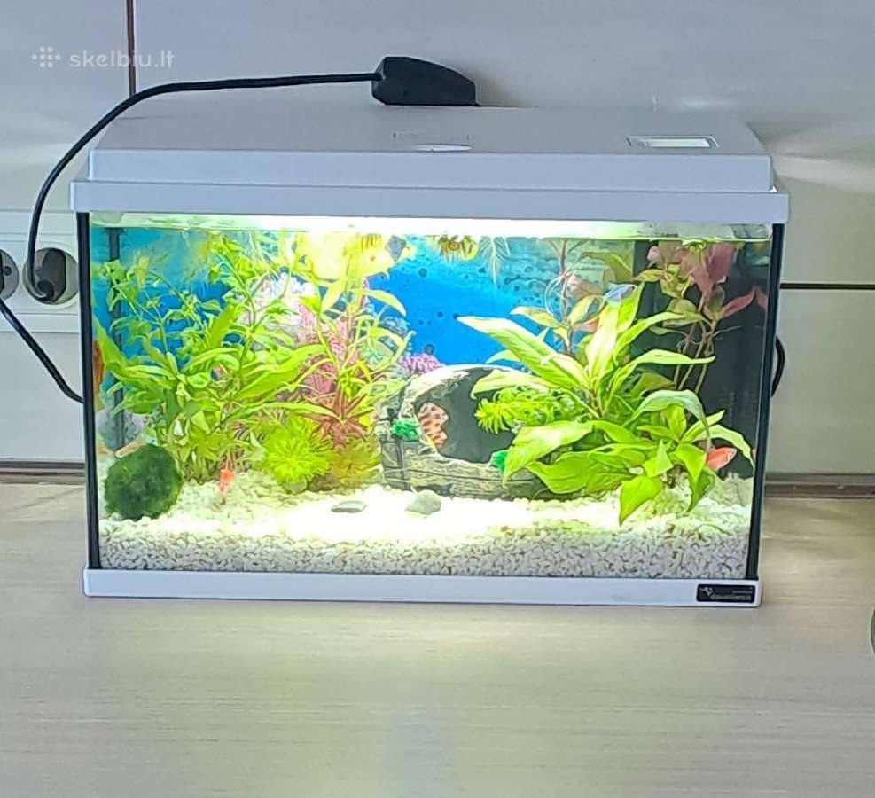 20l akvariumas - nuotraukos Nr. 4