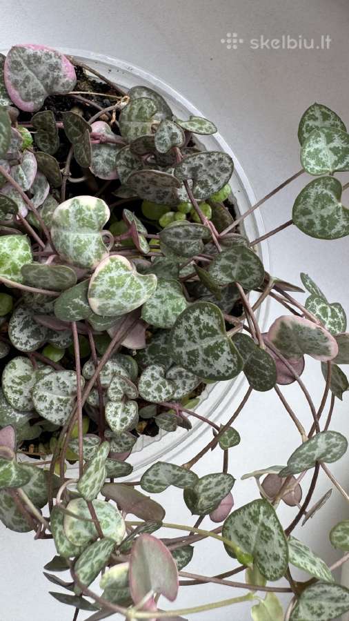 String of turtles_ceropegia woodii - nuotraukos Nr. 3