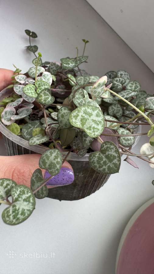 String of turtles_ceropegia woodii - nuotraukos Nr. 4