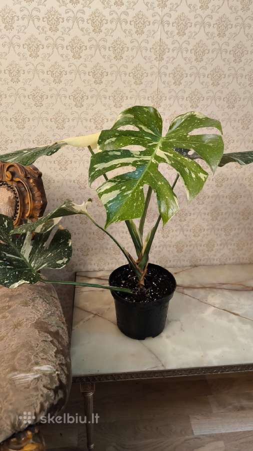 Gražuolė monstera Thai constellation - nuotraukos Nr. 2