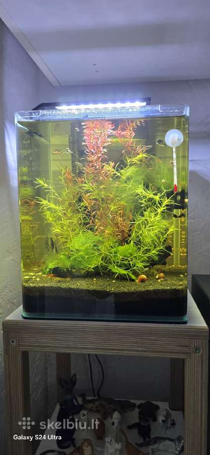 Dennerle nano cube 20l akvariumas - nuotraukos Nr. 2