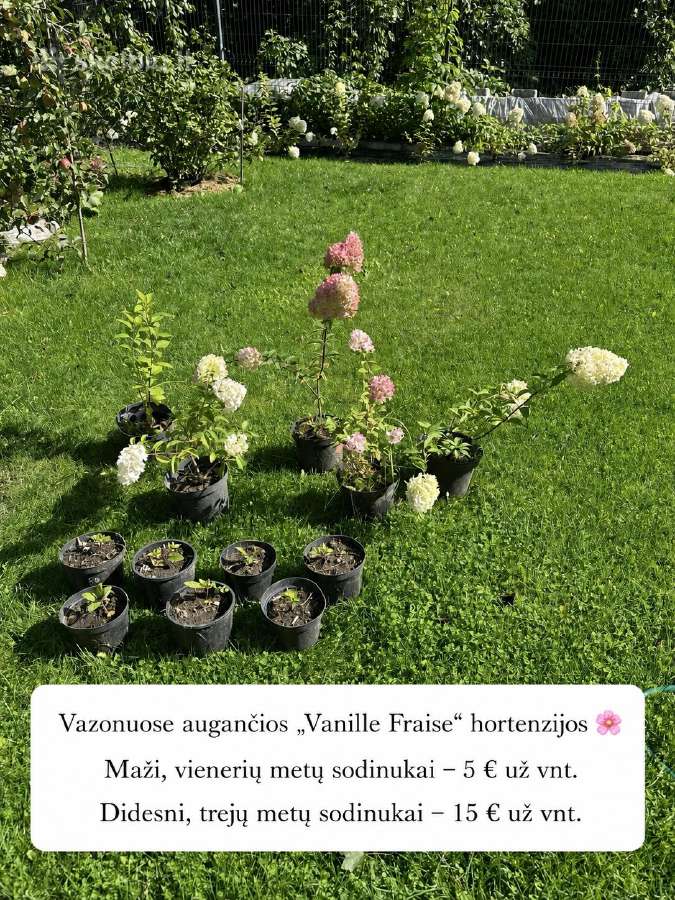 Hortenzijos iš grunto ir vazonuose - nuotraukos Nr. 10