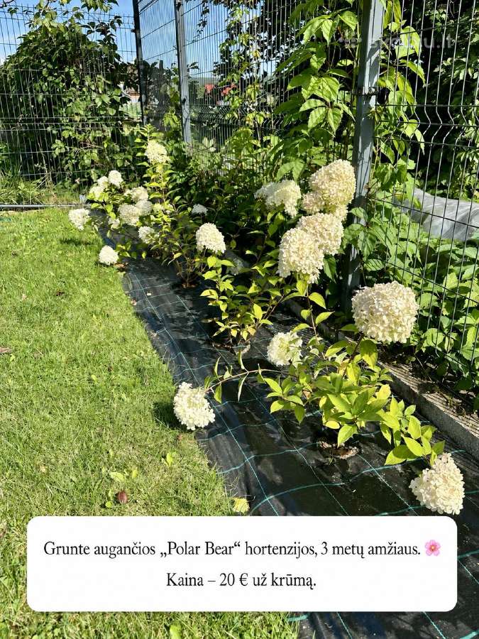 Hortenzijos iš grunto ir vazonuose - nuotraukos Nr. 9