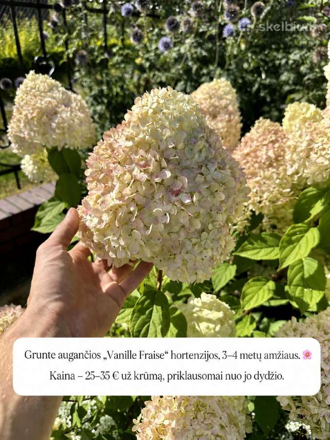 Hortenzijos iš grunto ir vazonuose - nuotraukos Nr. 5