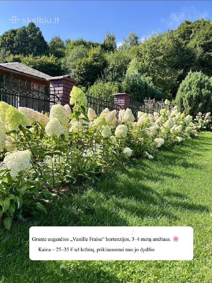 Hortenzijos iš grunto ir vazonuose - nuotraukos Nr. 4