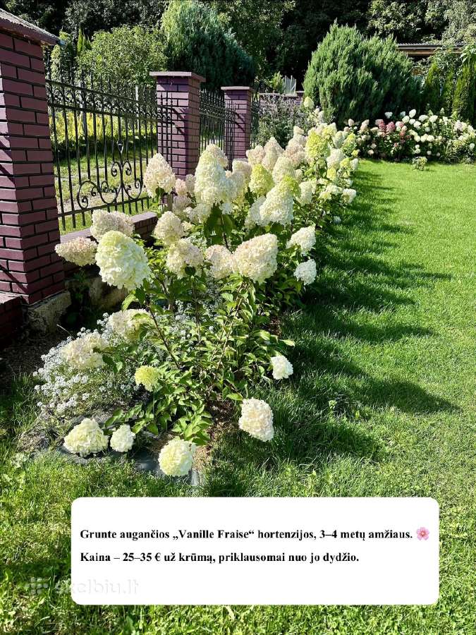 Hortenzijos iš grunto ir vazonuose - nuotraukos Nr. 3