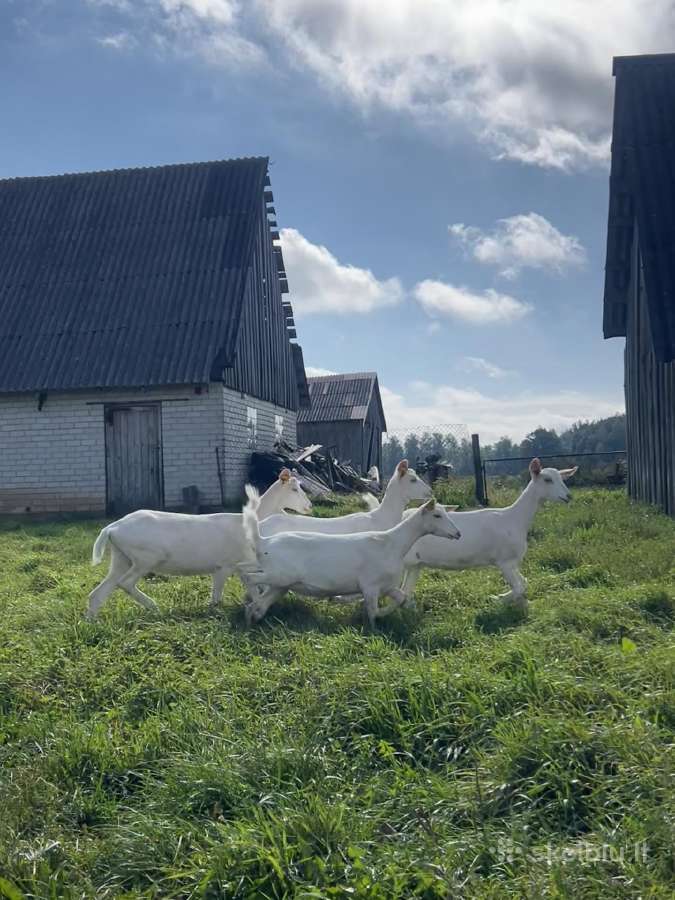 Parduodamos 6 mėn. Zaneno veislės ožkytės. - nuotraukos Nr. 4