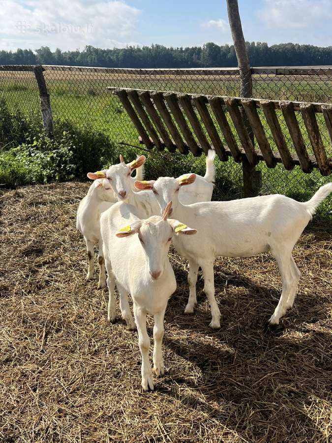 Parduodamos 6 mėn. Zaneno veislės ožkytės. - nuotraukos Nr. 6