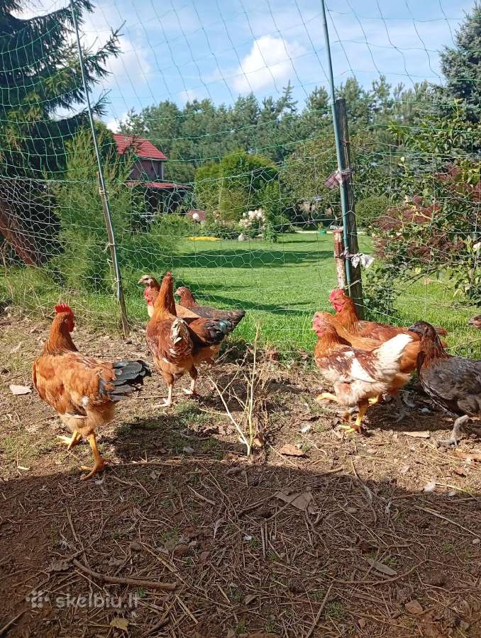 Muskusinės ančių patelės bei gaidžiukai - nuotraukos Nr. 7