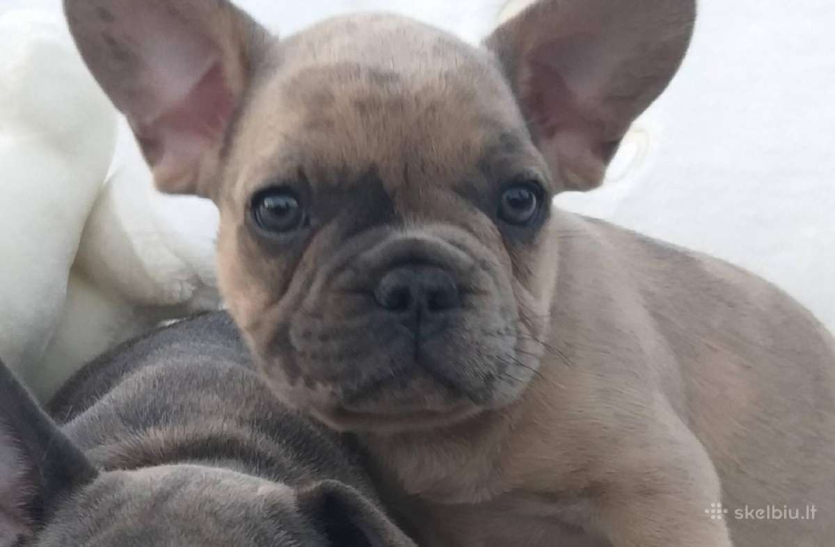 Prancuzu buldogai/prancuziukai/french bulldog - nuotraukos Nr. 10