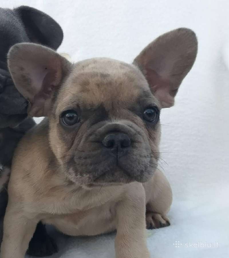 Prancuzu buldogai/prancuziukai/french bulldog - nuotraukos Nr. 11