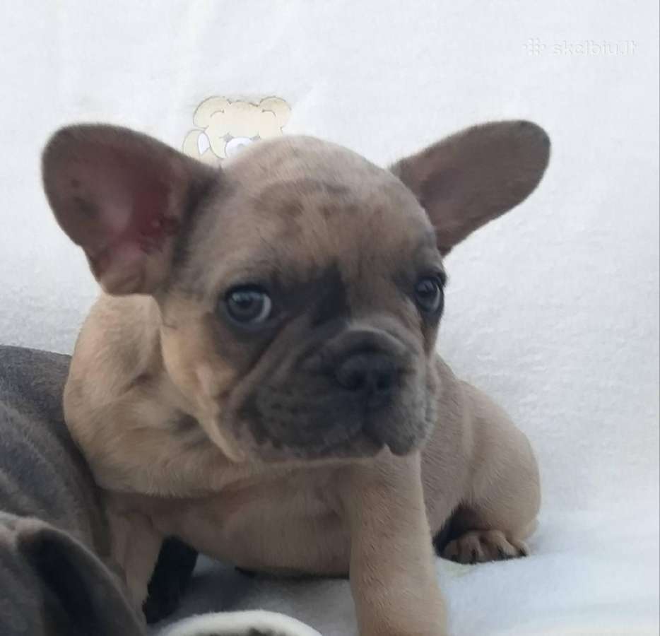 Prancuzu buldogai/prancuziukai/french bulldog - nuotraukos Nr. 12