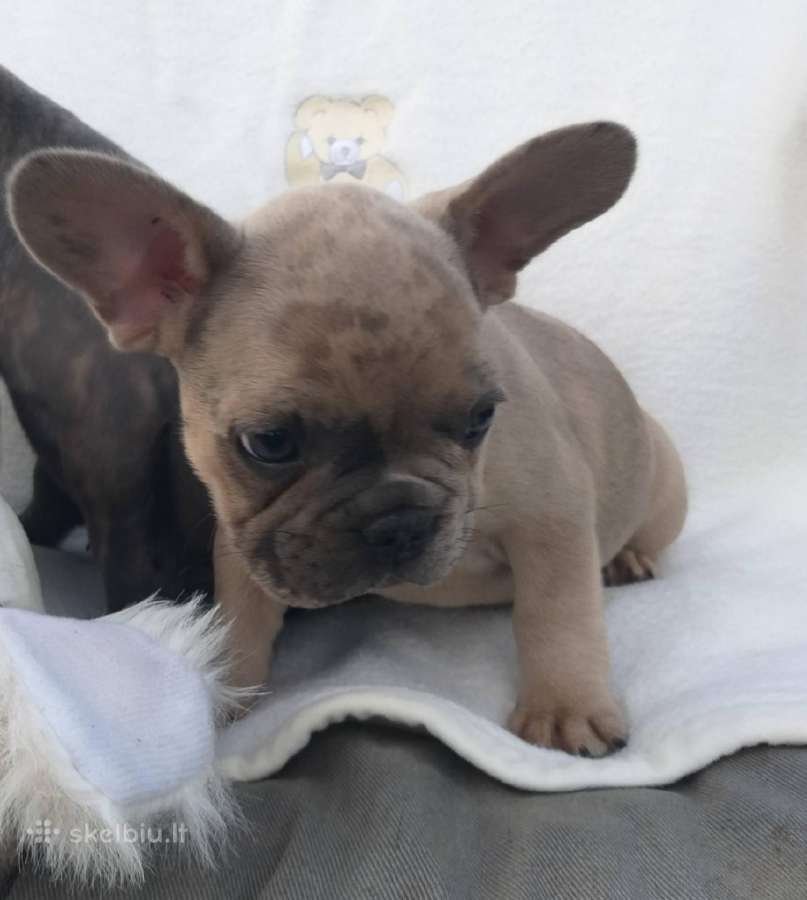 Prancuzu buldogai/prancuziukai/french bulldog - nuotraukos Nr. 13