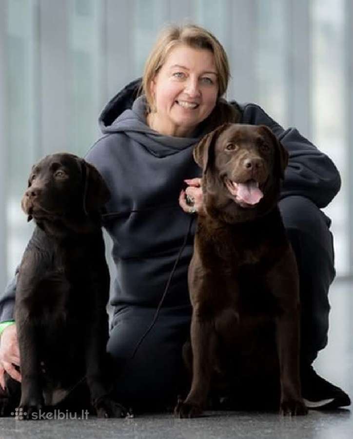Labradoro Retriveriai Šokoladinės spalvos - nuotraukos Nr. 30
