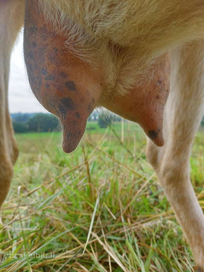 Ožkos parduodamos - ožys kergimui - nuotraukos Nr. 3