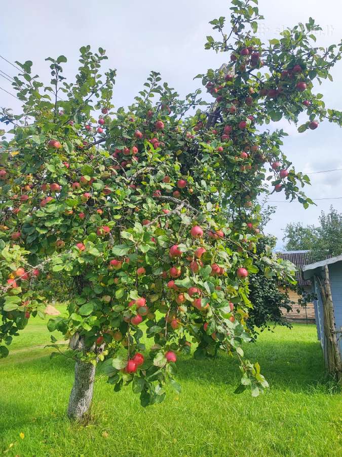 Sodas su nameliu, Šilėnuose Birštono sav. - nuotraukos Nr. 6