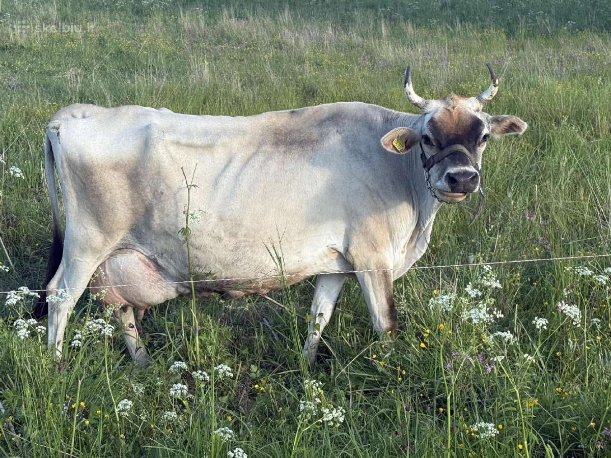 Džersio (Jersey) Veislės karvės - nuotraukos Nr. 2