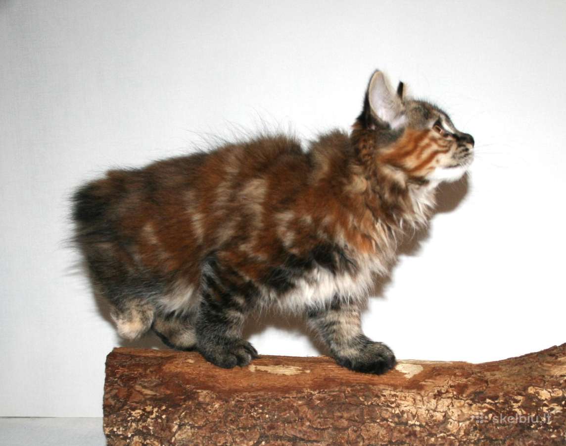 Kurilų bobteilų kačiukai, veislynas "Wild pompon" - nuotraukos Nr. 9