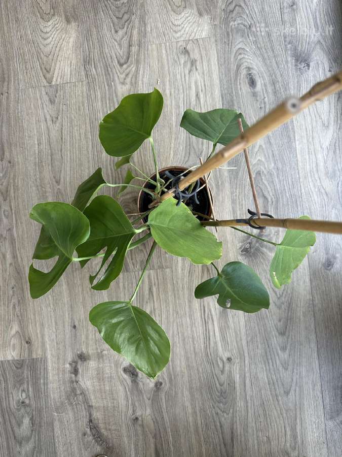 Monstera borsigiana - 3 auginiai vazone - nuotraukos Nr. 2