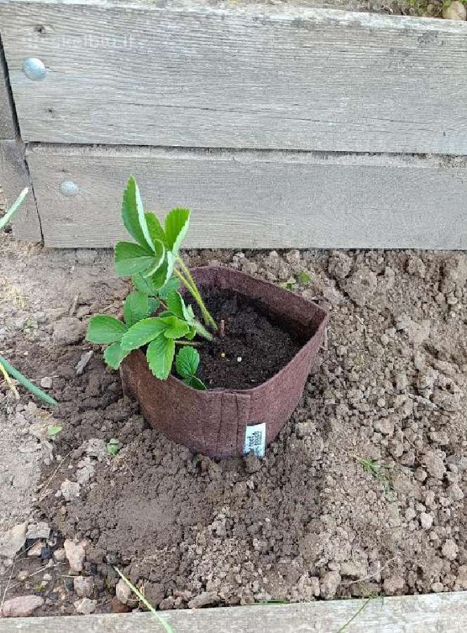 Root Pouch tekstiliniai auginimo maišai 3,8–45 l - nuotraukos Nr. 2