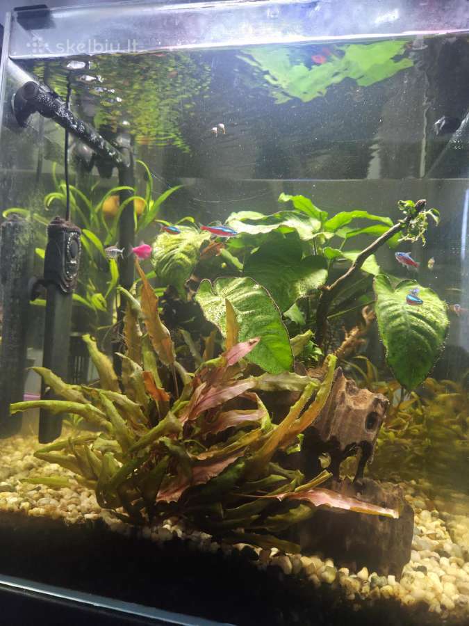Akvariumas - nuotraukos Nr. 4