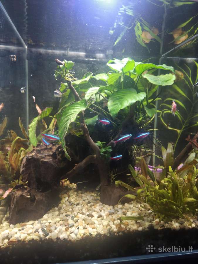 Akvariumas - nuotraukos Nr. 5