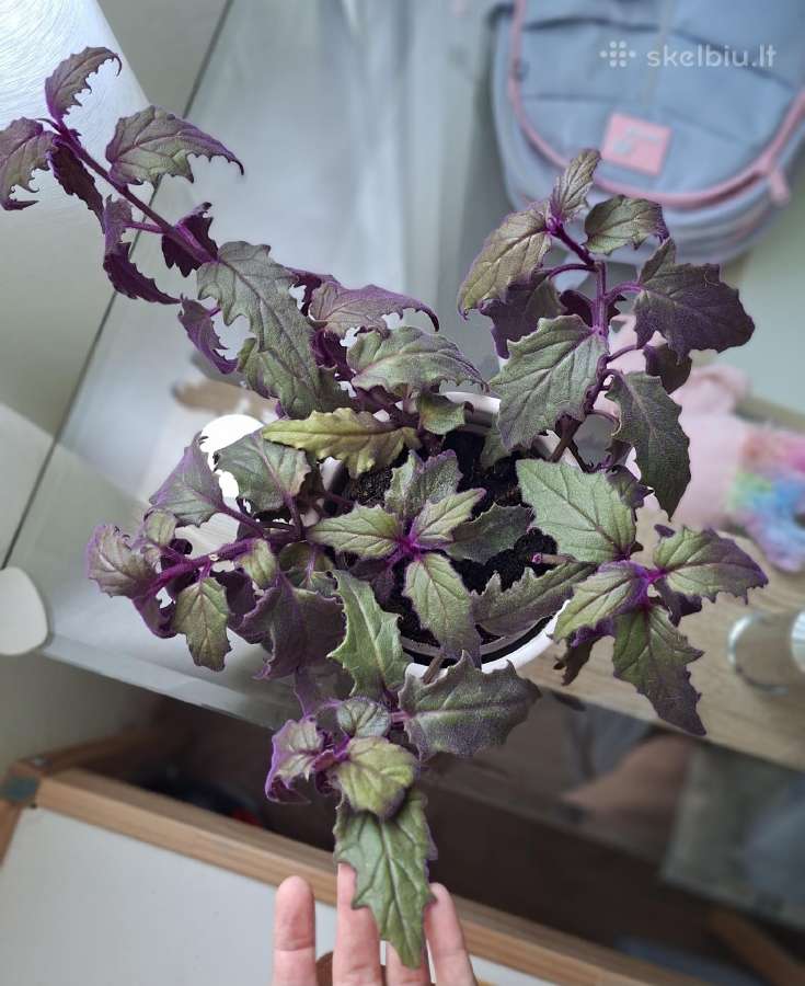 Ginura - nuotraukos Nr. 2