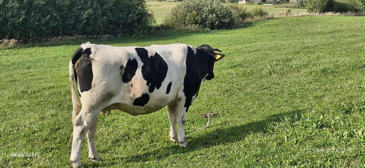 Parduodama veršinga telyčia - nuotraukos Nr. 3