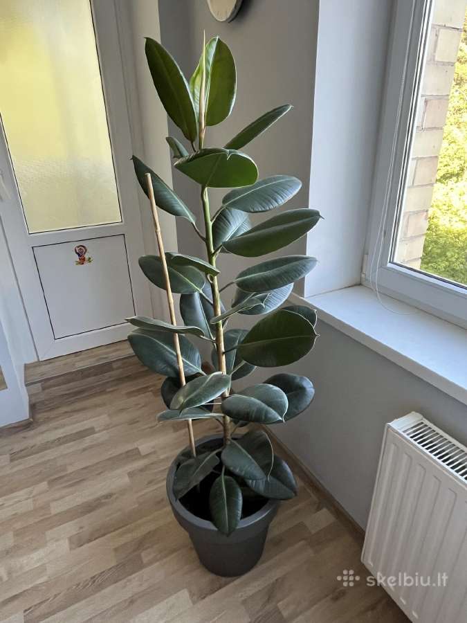Stambialapis fikusas - nuotraukos Nr. 2