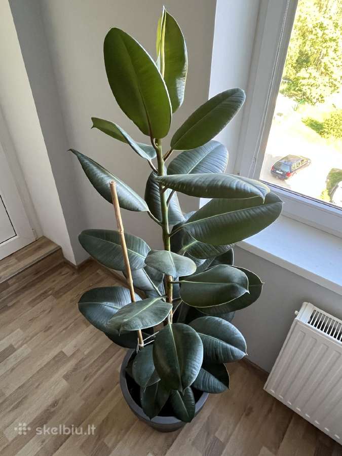 Stambialapis fikusas - nuotraukos Nr. 3