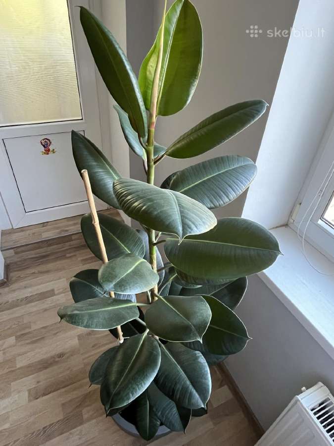 Stambialapis fikusas - nuotraukos Nr. 4