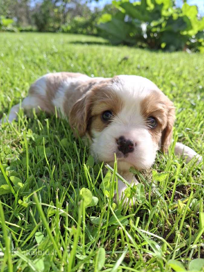 Kavalieriaus Karaliaus Karolio Spanielių šuniuka - nuotraukos Nr. 3