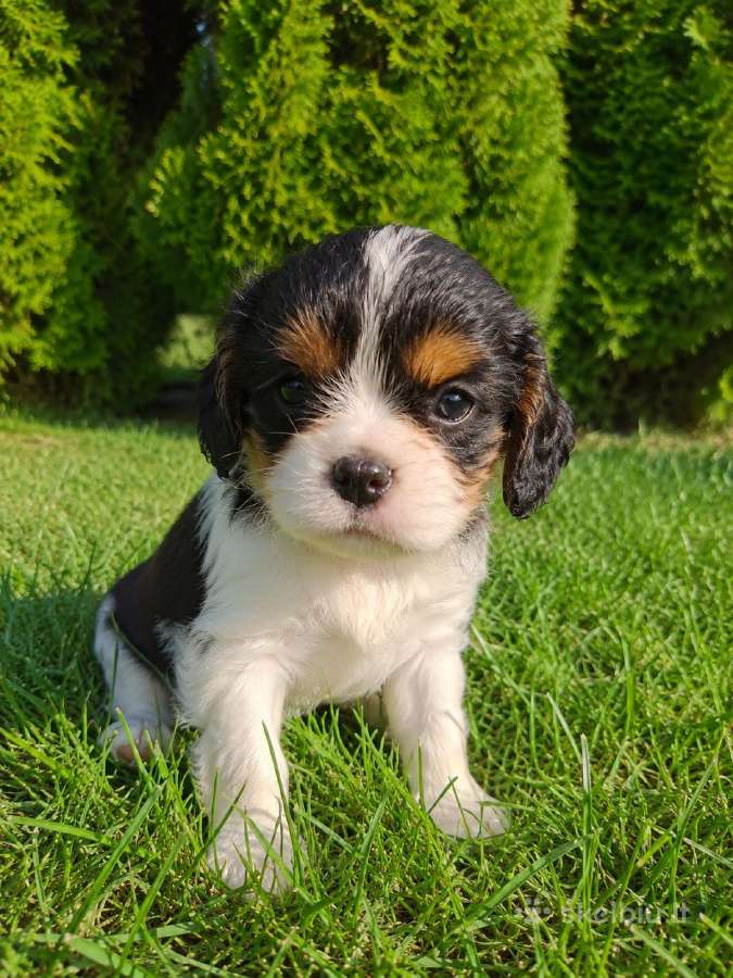 Kavalieriaus Karaliaus Karolio Spanielių šuniuka - nuotraukos Nr. 14