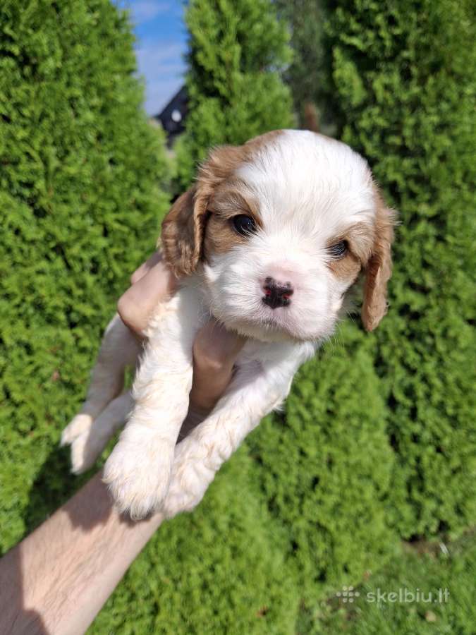 Kavalieriaus Karaliaus Karolio Spanielių šuniuka - nuotraukos Nr. 4