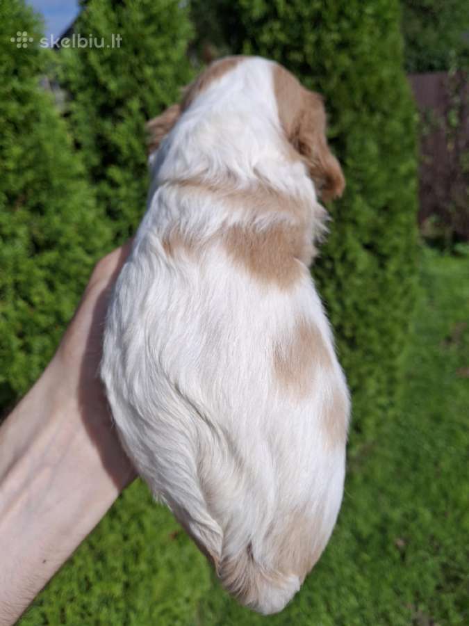 Kavalieriaus Karaliaus Karolio Spanielių šuniuka - nuotraukos Nr. 7