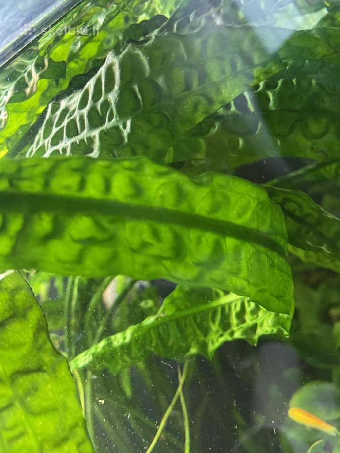 Akvariumas augalai - nuotraukos Nr. 2