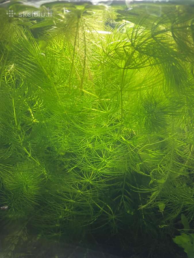 Akvariumas augalai - nuotraukos Nr. 3