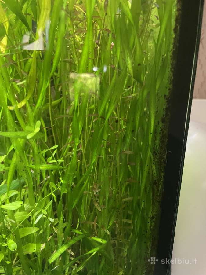 Akvariumas augalai - nuotraukos Nr. 4