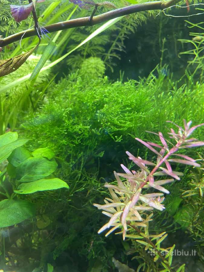 Akvariumas augalai - nuotraukos Nr. 5