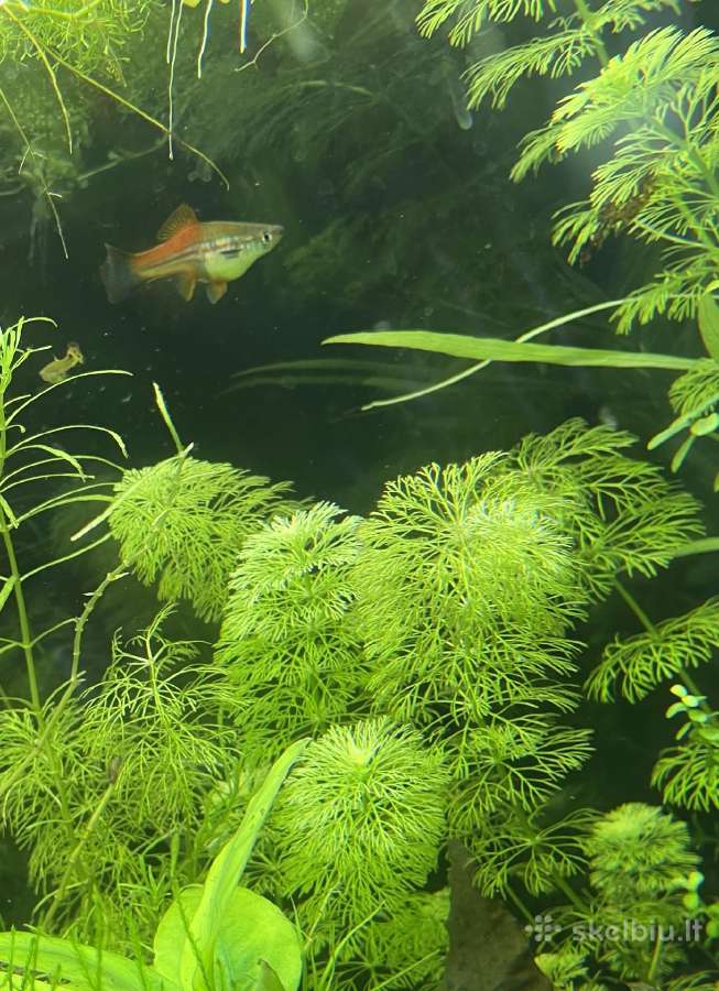 Akvariumas augalai - nuotraukos Nr. 6