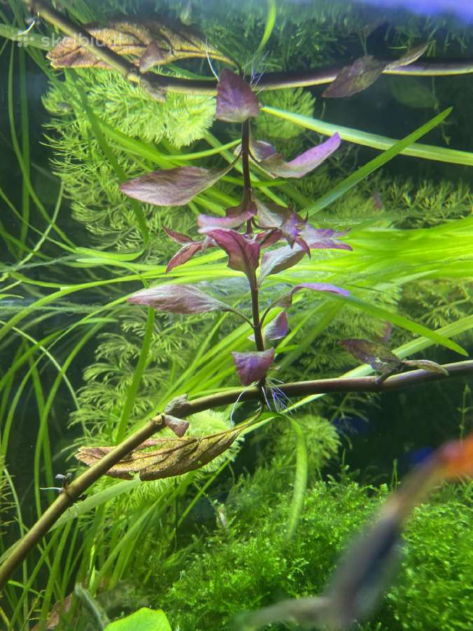 Akvariumas augalai - nuotraukos Nr. 7