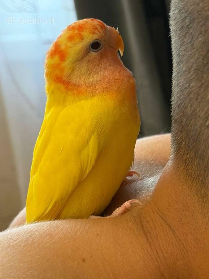 Parduodama papūgėlė – (agapornis) - nuotraukos Nr. 3