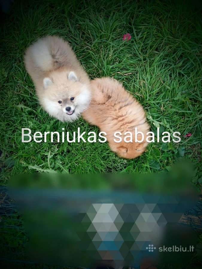 Pomeranijos nykštukinių špice Boo - nuotraukos Nr. 8
