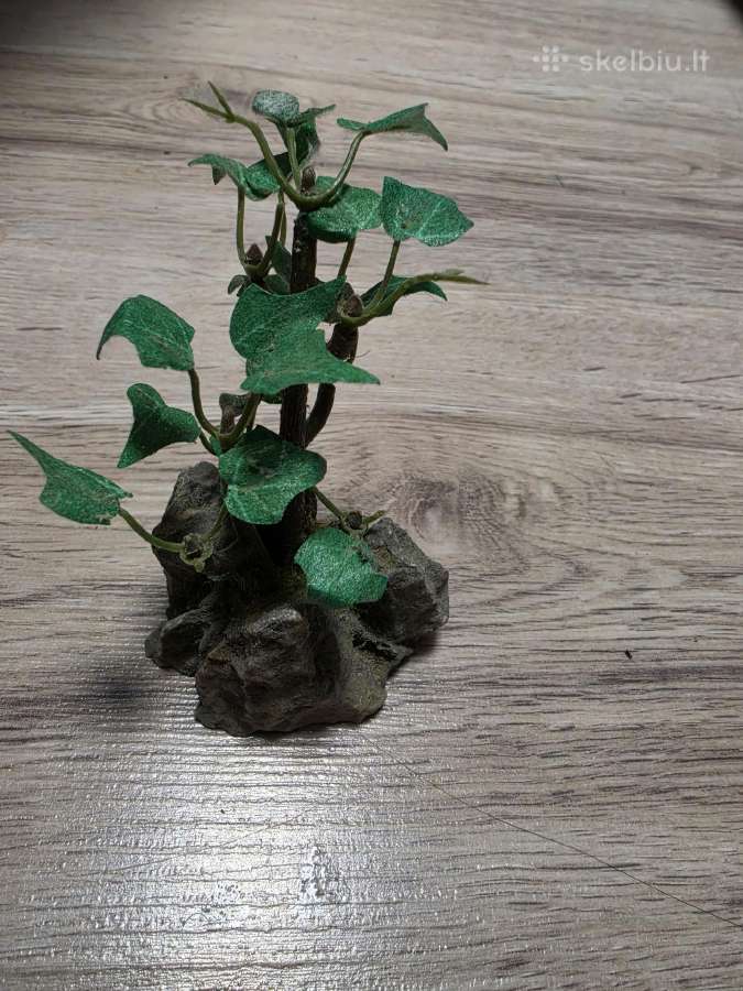 Akvariumo iranga - nuotraukos Nr. 7