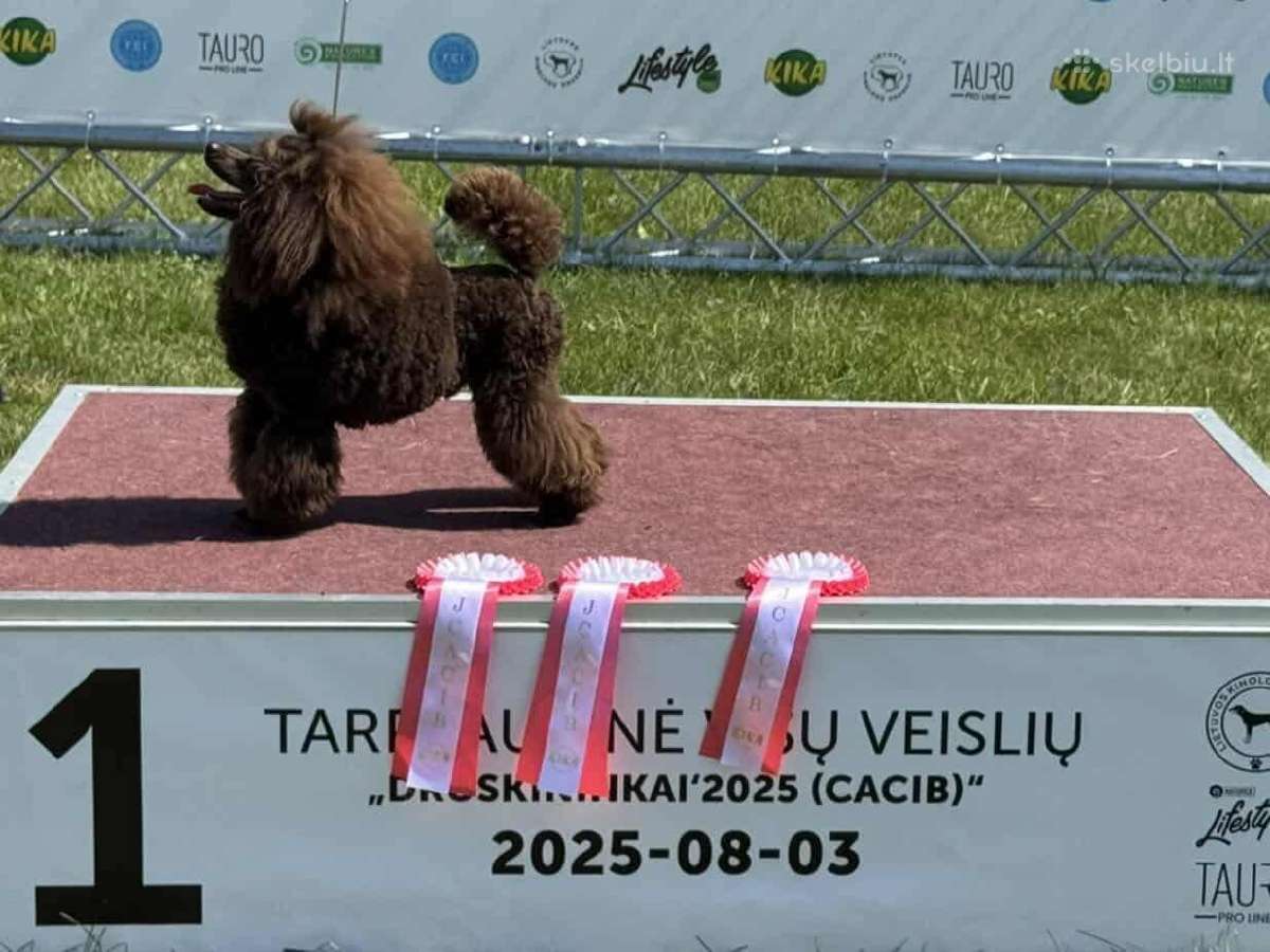 Rudos spalvostoy pudelis kergimui - nuotraukos Nr. 2