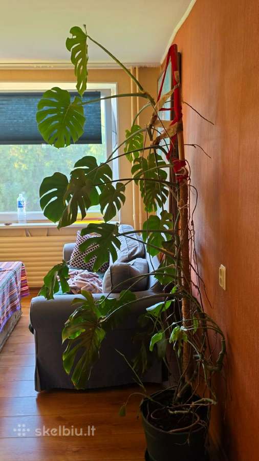 Dovanoju monstera - nuotraukos Nr. 2